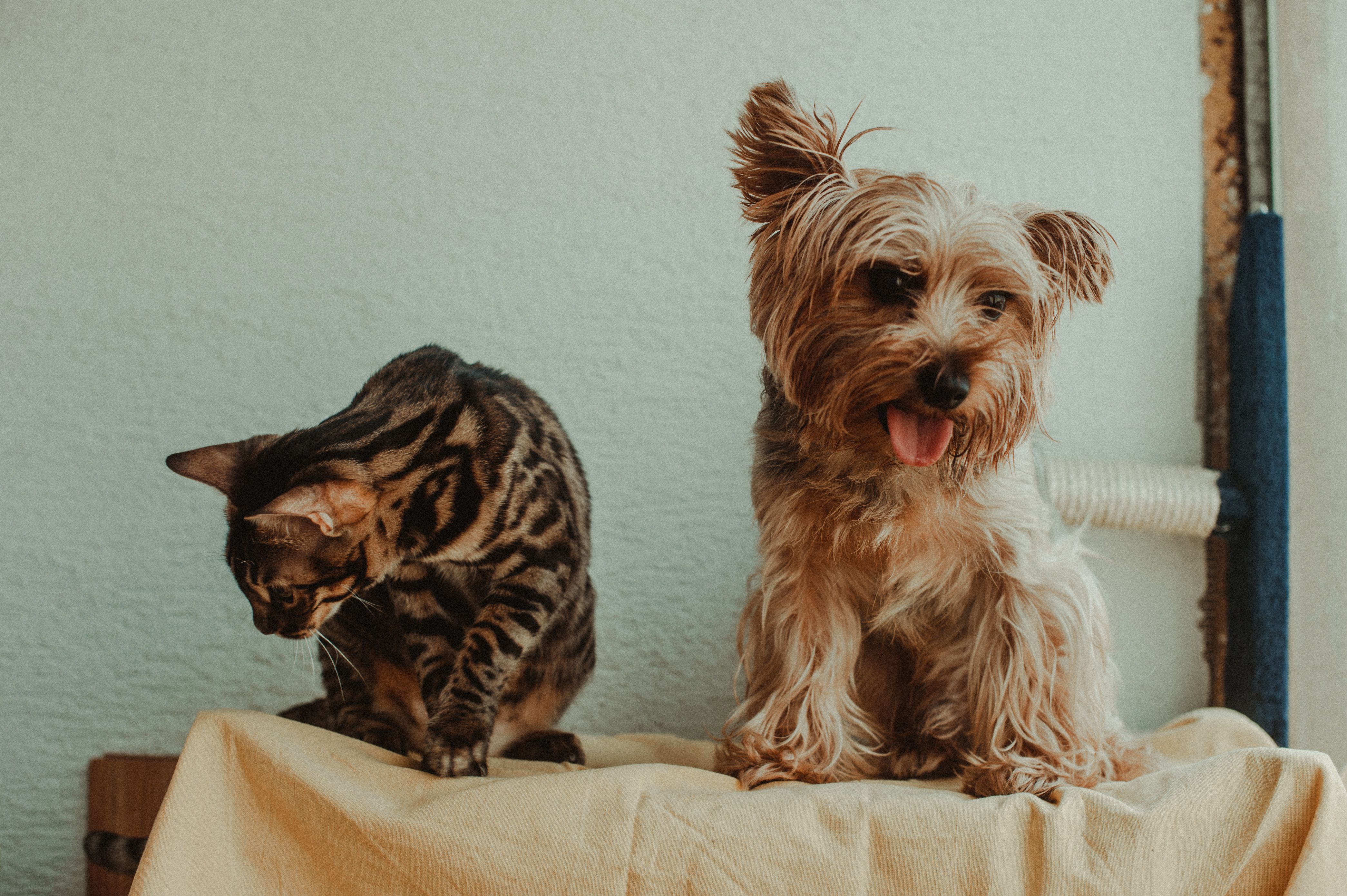 A dog and cat sitting peacefully together in a comfortable home
