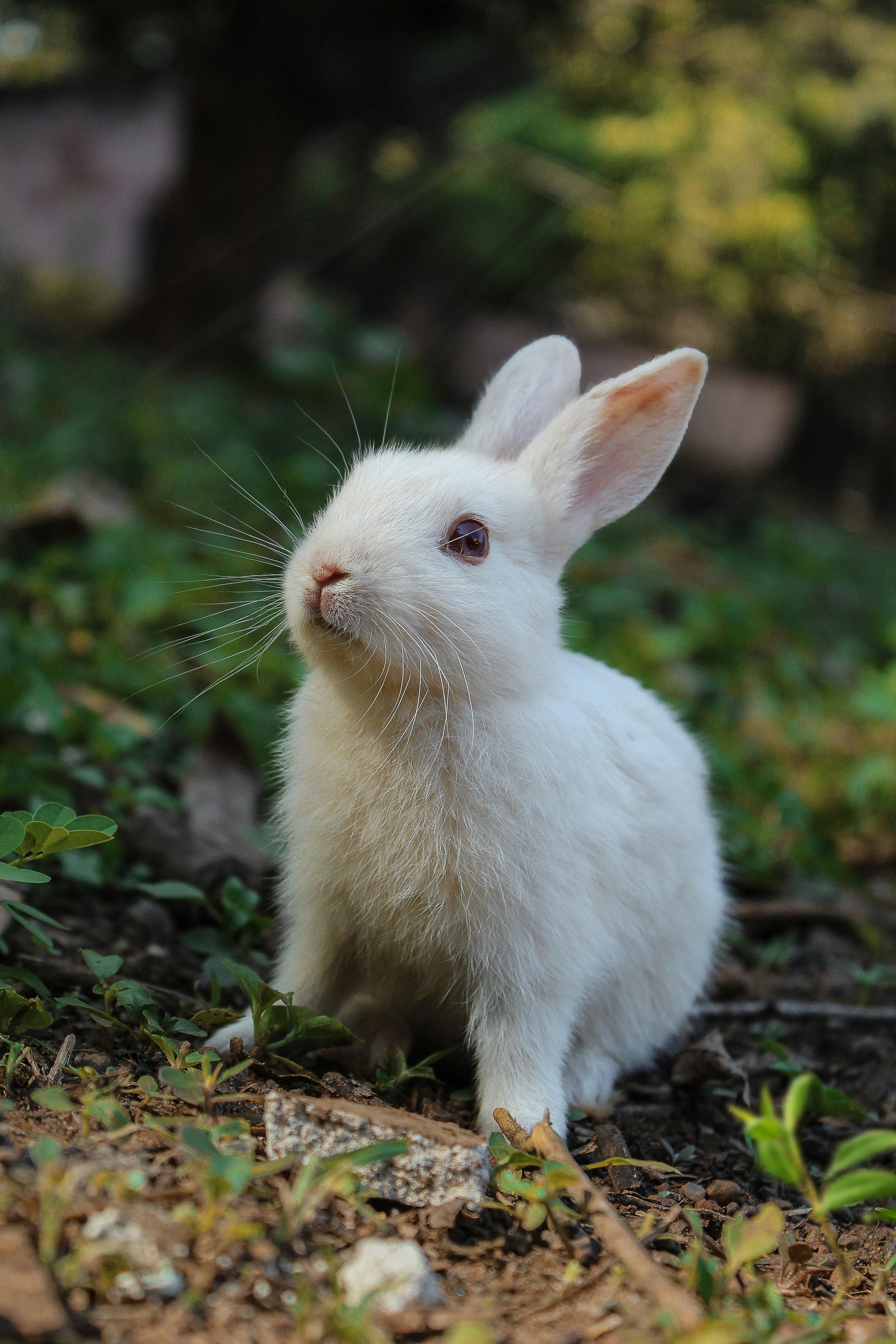 A pet rabbit sitting comfortably in a clean indoor enclosure with hay and fresh greens